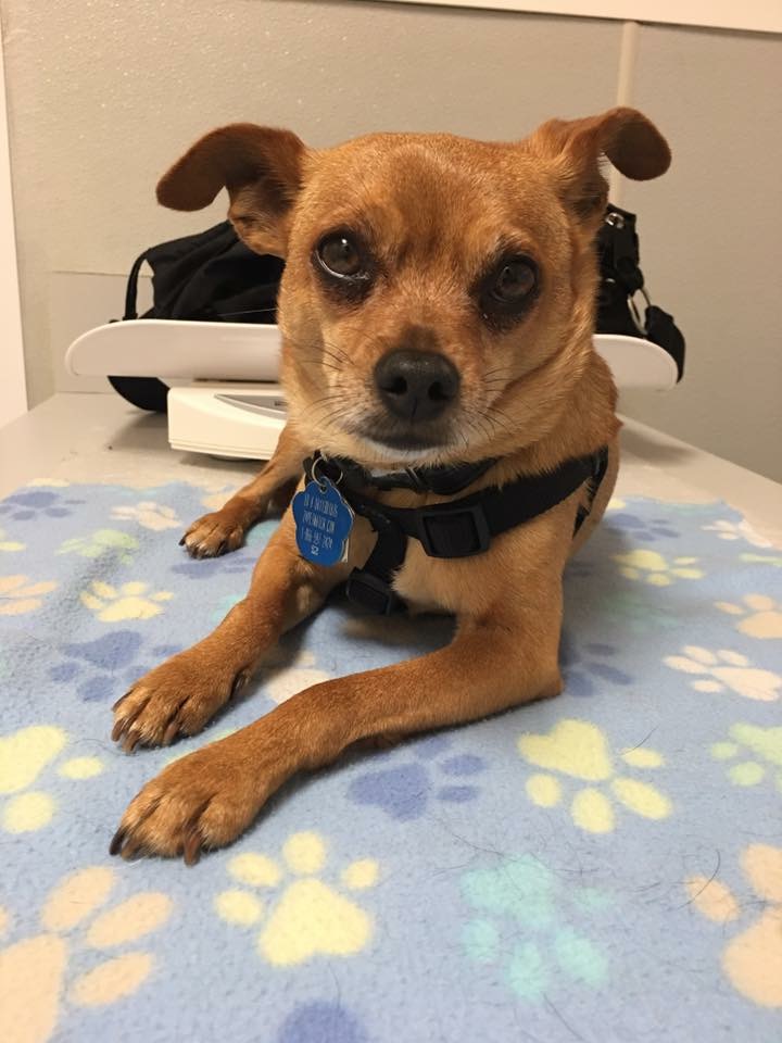 Testimonials All 4 Paws Veterinary Hospital