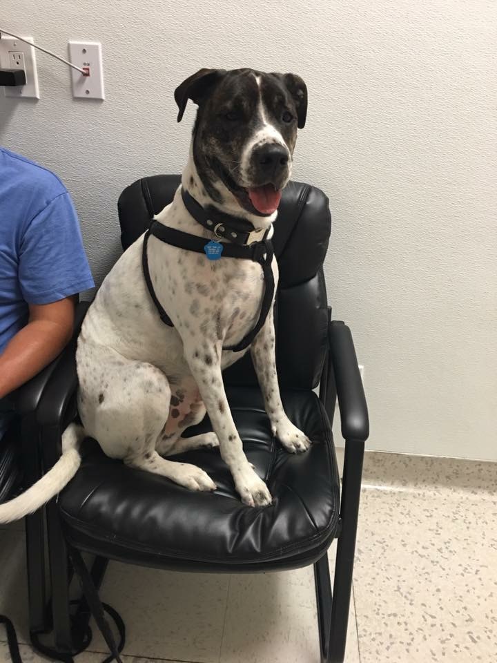 Testimonials All 4 Paws Veterinary Hospital